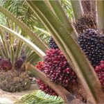 kelapa sawit