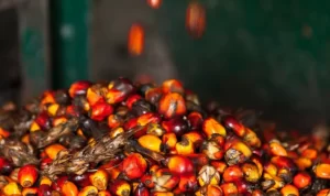 Produksi-kelapa-sawit