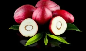 buah-mahkota-dewa