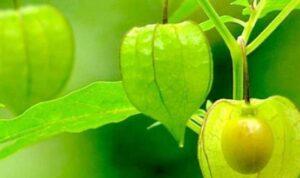 buah-Ciplukan-golden-berrry-768x512-1-620x330